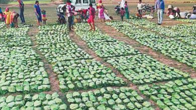 Green gold: 12.50 lakh collectors will pluck 16.50 lakh tendu leaves.